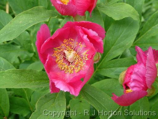 Paeony 2 